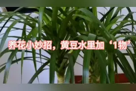 教你自制‘万能肥’，黄豆水里加‘1物’，肥效胜过花多多视频封面