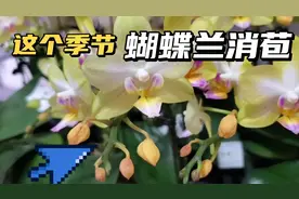 为什么这个季节的蝴蝶兰容易消苞，蔫苞，黄苞？视频封面
