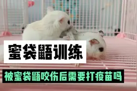 蜜袋鼯训练，被蜜袋鼯咬伤后需要打疫苗吗？