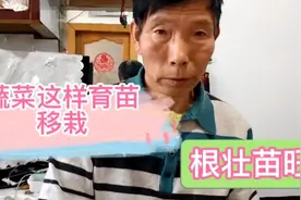 蔬菜育苗和移裁方法别再做错了，分享几个经验，秧苗粗壮长势快视频封面