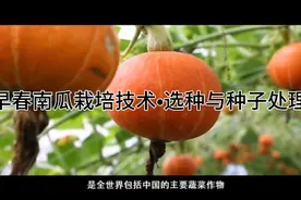 早春南瓜栽培技术•选种与种子处理视频封面