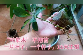 “鸭掌木”不要买，教你扦插繁殖，一片叶子，一个杯子，15天生根视频封面