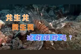 龙生龙，凤生凤，老鼠生的会打洞。这句话对不对呢？视频封面