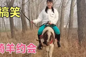姑娘把羊当马骑，骑起来比马还安全，这羊太聪明了，把主人整坏了视频封面