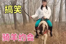 姑娘把羊当马骑，骑起来比马还安全，这羊太聪明了，把主人整坏了视频封面