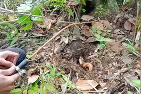你见过在山间小坑里钓鱼吗？男子竟在树底下钓上一只奇怪的鱼视频封面