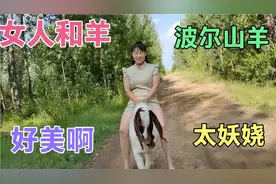 美女天天骑羊遛弯，这画面太美了，波尔山种羊劲好大啊，驮人真牛视频封面
