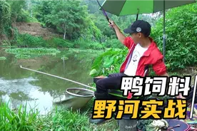 鸭饲料野钓实战，成本这么低，罗非狂口的季节又可以爽一番了