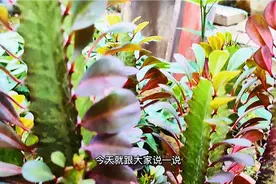 夏季养龙骨，满足这几个条件，就能生长的肥肥胖胖视频封面