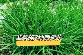 韭菜根施这3种肥疯长？茎杆粗壮叶嫩肥厚，韭菜10天就能割一茬视频封面