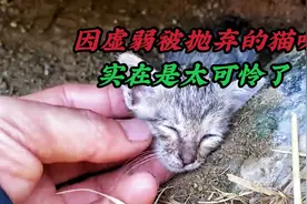 可怜的小奶猫，仅仅因为太虚弱，就被猫妈妈无情的抛弃了视频封面