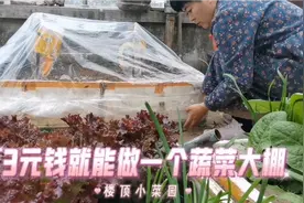3元钱就能在楼顶做一个小暖棚，10分钟完成，太划算啦吧！视频封面