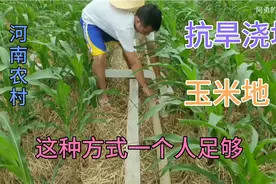 河南农村抗旱浇地，用这种方法省事又省力，真是第一次见视频封面