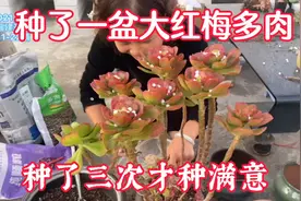 用40厘米高盆子种老桩大红梅，种了三次才满意，大家说效果咋样？视频封面
