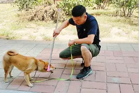 柴犬护食测试，不咬人就咬棍视频封面