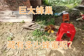 巨大蜂巢，小伙不用安全帽，一把取出蜂蜜，太厉害了