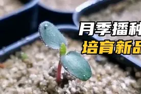 除了扦插、嫁接，快来试试月季种子繁殖，3个月就能看到第一朵花视频封面