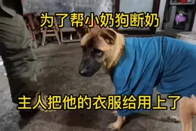 小狗成长日记，为了帮小奶狗断奶，主人把他的衣服给用上了视频封面
