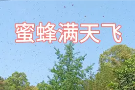 蜂箱里一群强蜂飞跑了，还能收回来吗？视频封面