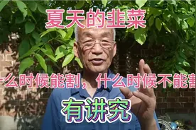 夏天的韭菜有6月的臭韭菜之说，真的不能割着吃吗？老张这么说。视频封面