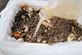 不花一分钱，用花生壳制作疏松透气的腐殖土。一起分享制作过程。视频封面