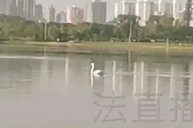 天鹅装定位环不愿吃喝？工作人员：为天鹅安全将先取下定位环！⑥视频封面