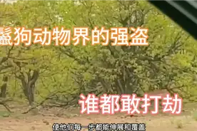 鬣狗，动物界的强盗。三五成群专挑落单的下手，连豹子都不放过！视频封面