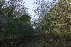 这几天一大早去果园头受寒凉头疼，就这么做。橱窗同款随身灸。视频封面