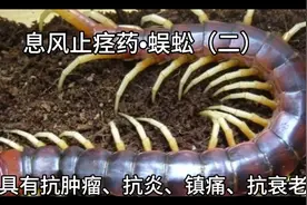 蜈蚣，乃夜行性肉食动物，具有息风镇痉攻毒散结通络止痛的作用。视频封面