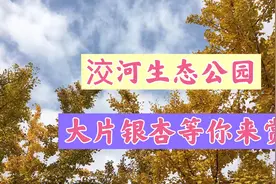 西安洨河生态公园秋景正美，三色树叶银杏雨，适合全家总动员视频封面