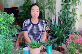 蝴蝶兰小苗夏天这样施肥，生长旺盛状态好！视频封面
