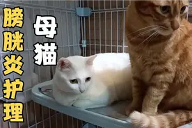 猫咪泌尿问题第二弹，母猫膀胱炎的注意事项和护理视频封面