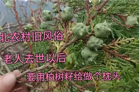 柏树籽祛风清热，安神止血，做枕头可以凉血安神 ，治疗失眠视频封面