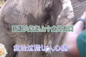 看完落泪，大象身上有十余处伤口感染，救治过程让人心痛。视频封面