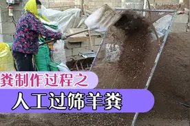 制作发酵羊粪的每一步都是那么的用心，过筛后的羊粪才能用来发酵视频封面