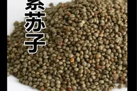 紫苏籽有降气化痰、止咳平喘、润肠通便的作用，可以用于痰浊阻肺视频封面
