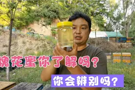 喝了多年的槐花蜜，你真的了解吗？养蜂小胖为你详细介绍，全干货视频封面