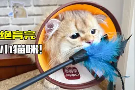 这没心没肺的小猫咪，绝育完起身就要玩逗猫棒！视频封面