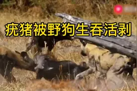 两头疣猪被野狗生吞活剥视频封面