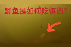 水下实拍，看看鲫鱼在水下是如何吃饵中钩的，看着鱼吃钩视频封面