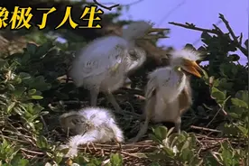 动物启示录：鸟儿生三胎也有烦恼，白颊黑雁带娃远离内卷，纪录片视频封面