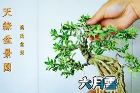 六月雪制作前是绿植盆栽，蟠扎造型后成了一盆微型小盆景视频封面