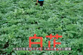 白芷，解表散寒，祛风止痛，通鼻窍，燥湿止带，消肿排脓，祛风视频封面