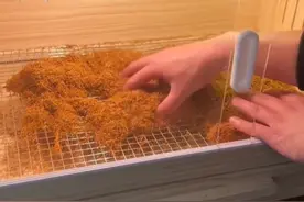 自己发酵烟丝，去苦去辣视频封面