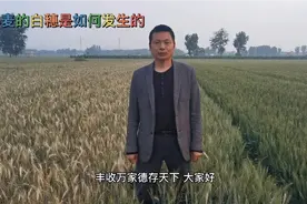 小麦白穗形成的原因视频封面