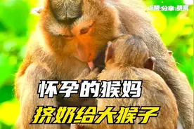 半大猴缠着怀孕的猴妈，猴妈无奶水拼命挤奶给大猴子喝视频封面