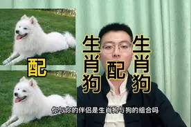 十二生肖速配详解：生肖狗与生肖狗。快转给身边属狗的朋友。视频封面