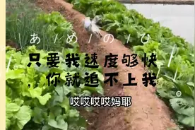 大家知不知道妈耶这只喵喵，好聪明的说视频封面