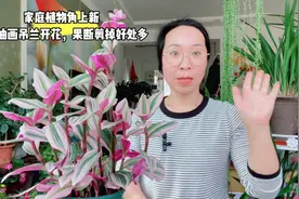 春天油画吊兰开花，果断剪掉好处多多视频封面