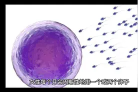 女性每个月会周期性排一个或两个卵子视频封面